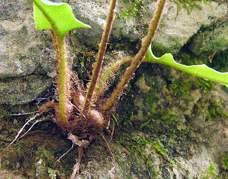 Asplenium scolopendrium